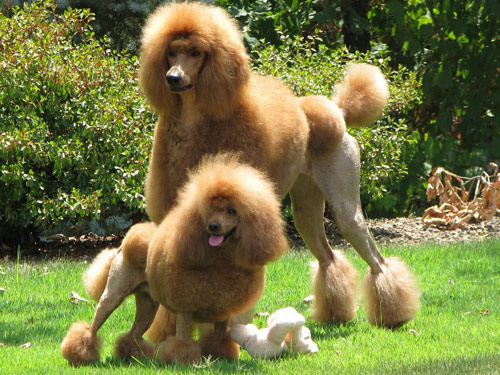Poodle dog pictures