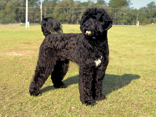 Portuguese Water dog pictures