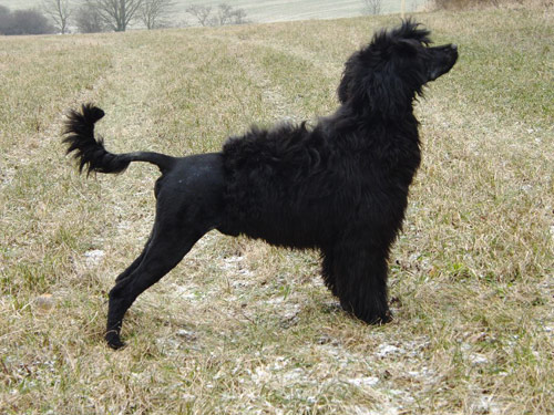 Portuguese Water dog pictures