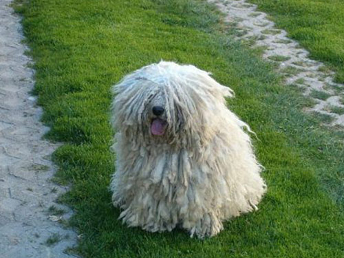 Puli dog pictures