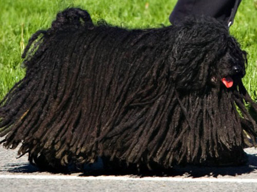 Puli dog pictures