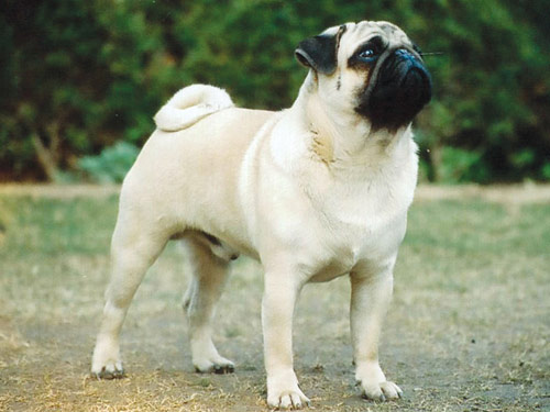 Pug dog pictures