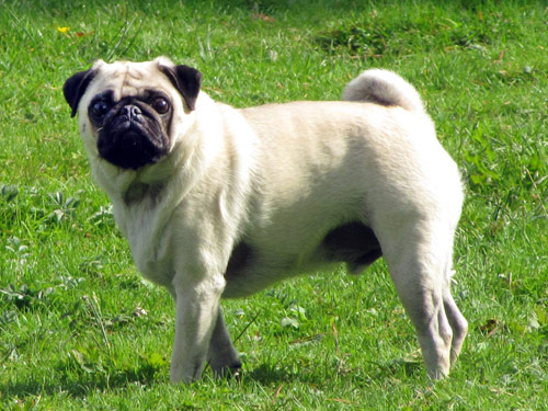 Pug dog pictures