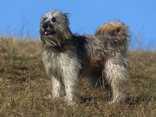 Pyrenean Shepherd dog pictures