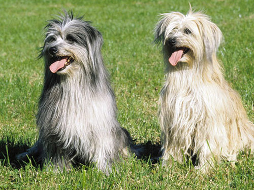 Pyrenean Shepherd dog pictures