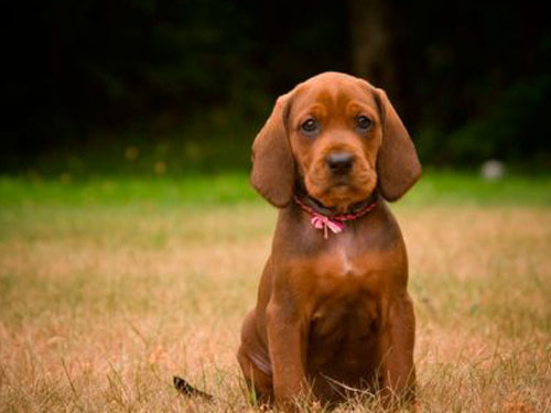 Redbone Coonhound dog