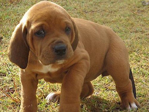 Redbone Coonhound dog pictures