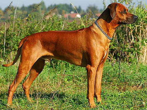 Rhodesian Ridgeback dog