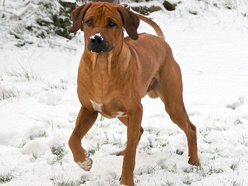 Rhodesian Ridgeback dog pictures