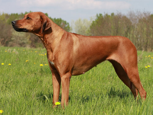 Rhodesian Ridgeback dog pictures