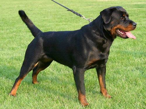 Rottweiler dog pictures