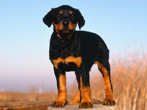 Rottweiler dog