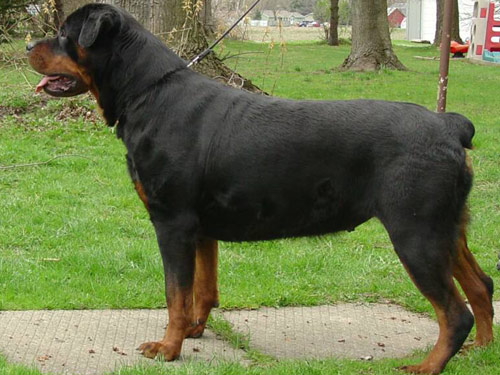 Rottweiler dog