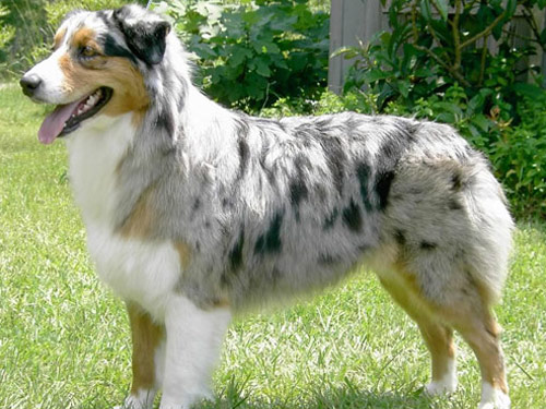 Australian Shepherd dog pictures