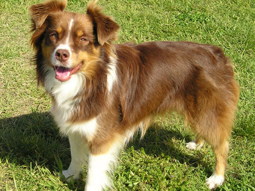 Australian Shepherd dog pictures