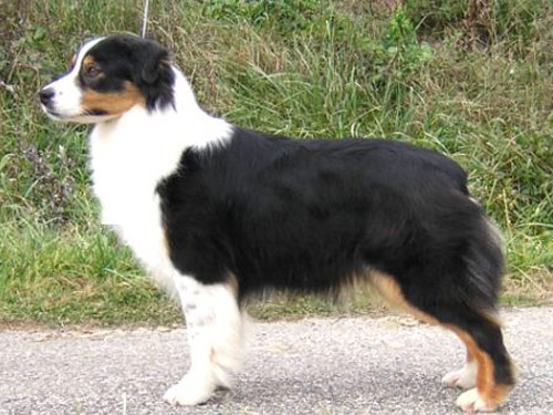 Australian Shepherd dog pictures