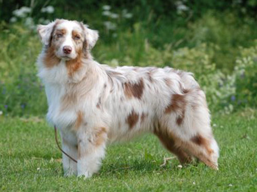 Australian Shepherd dog pictures