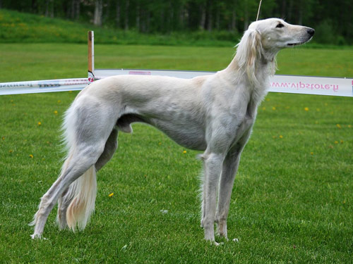 Saluki dog pictures