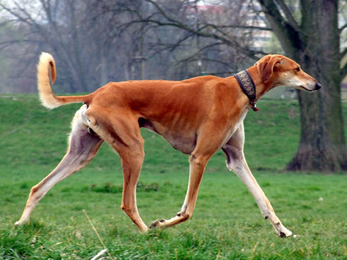 Saluki dog pictures