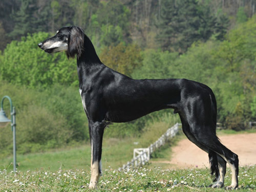 Saluki dog pictures