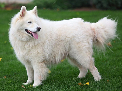 Samoyed dog