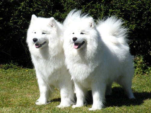 Samoyed dog