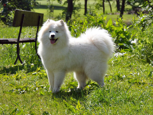 Samoyed dog pictures