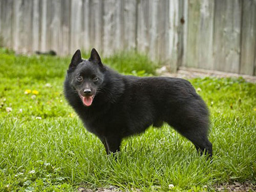 Schipperke dog pictures