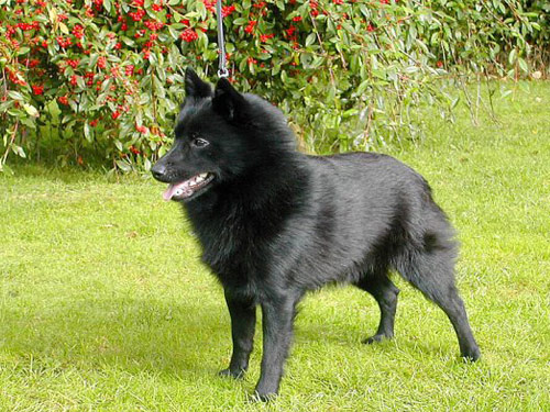 Schipperke dog pictures