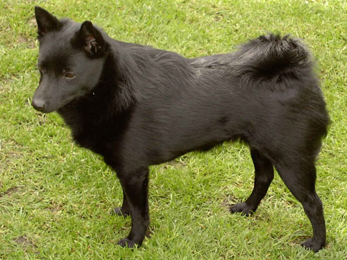 Schipperke dog pictures