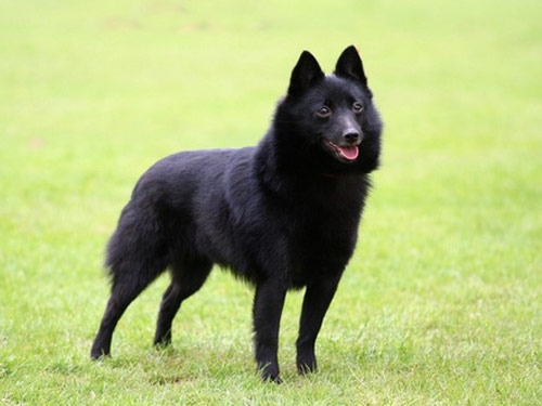 Schipperke dog pictures