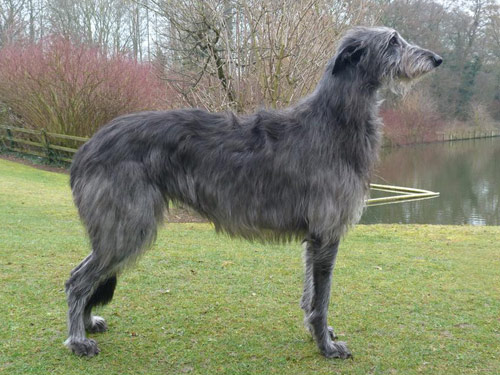 Scottish Deerhound dog pictures
