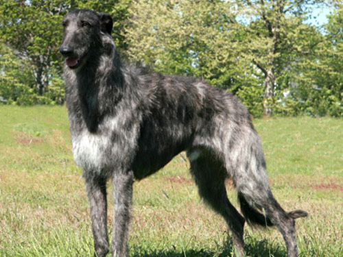 Scottish Deerhound dog pictures