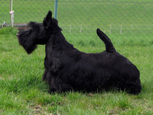 Scottish Terrier dog