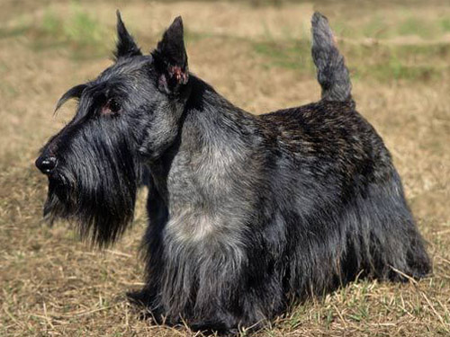Scottish Terrier dog