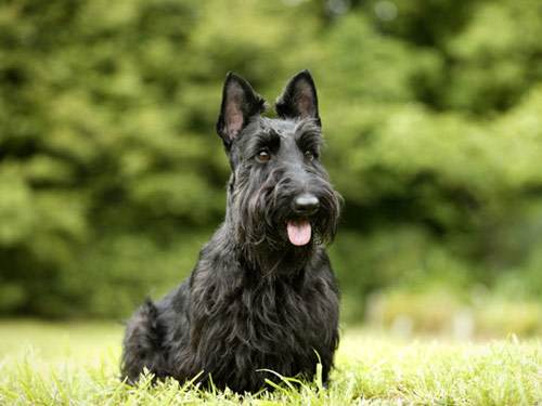 Scottish Terrier dog
