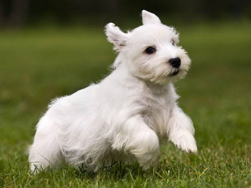 Sealyham Terrier dog