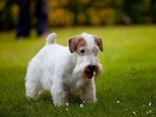 Sealyham Terrier dog pictures