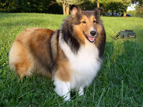 Shetland Sheepdog dog pictures