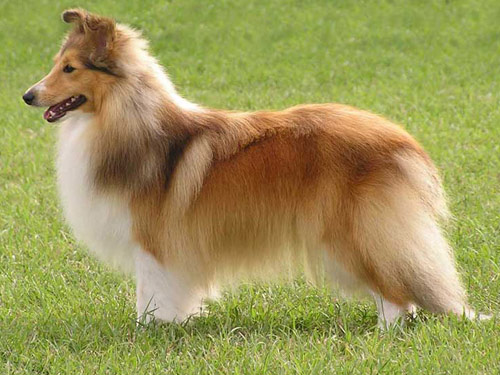 Shetland Sheepdog dog pictures