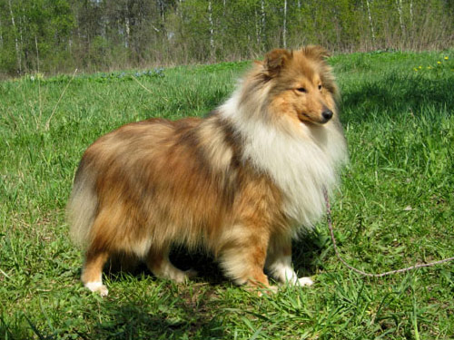 Shetland Sheepdog dog pictures
