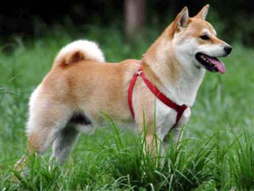 Shiba Inu dog