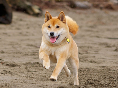 Shiba Inu dog