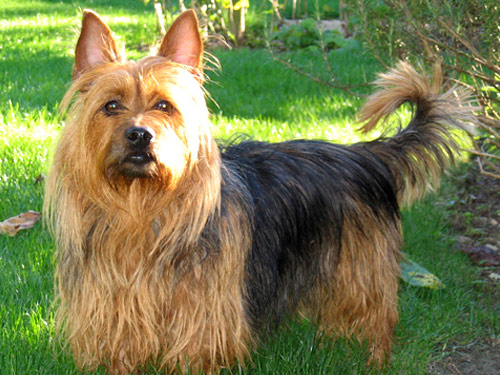 Australian Terrier dog