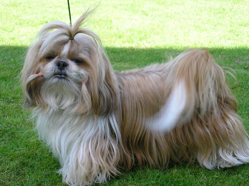 Shih Tzu dog pictures