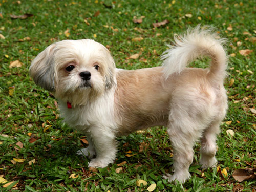 Shih Tzu dog pictures