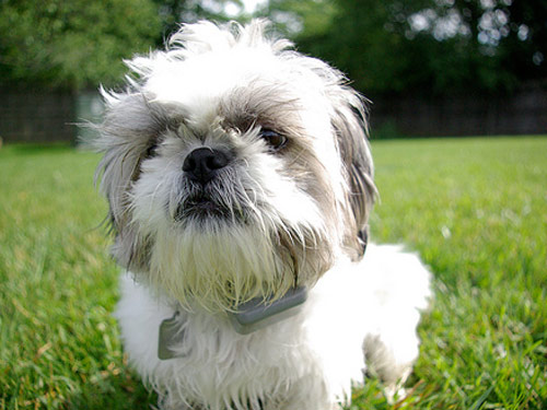 Shih Tzu dog pictures