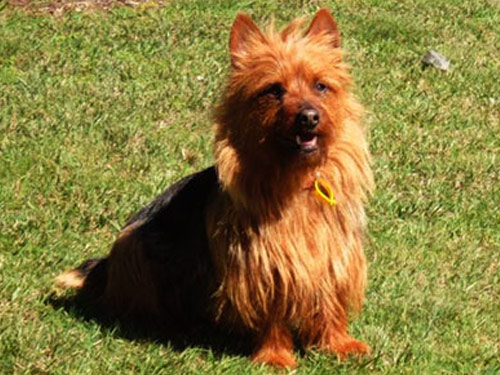 Australian Terrier dog