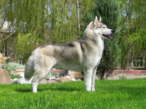 Siberian Husky dog