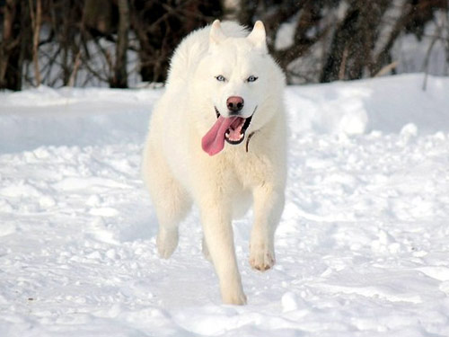 Siberian Husky dog